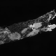 The characteristic forking signature made by deers when gnawing on bone. (Credit: L. A. Meckel et al., 2017/Journal of Forensic Sciences)